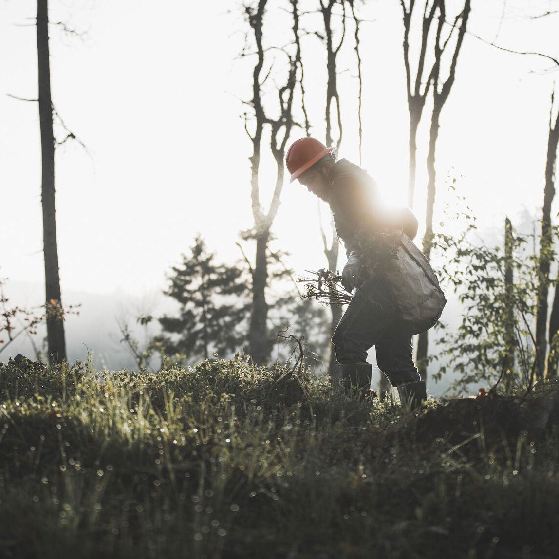 Forestry worker in hard hat plants new seedlings in Oregon